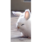 thy bunnie gang