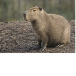 Capybara Group The BEST CAPYBARA