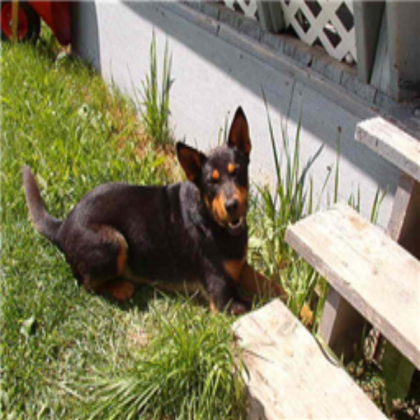 a dog Roblox decal