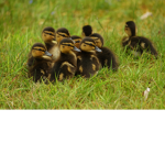 The duckling cult <3