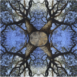 Recording Quarter: Quantum Tree
