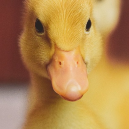 Duck Only Game