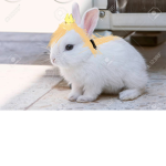 Bunnies united:3