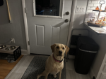 My dog jade