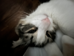 Cat.Ioverz!!