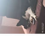 Dog love grupa dla fanów z tt nazwa na tt pieseku