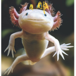 Axolotl‘s are good