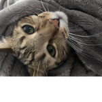 Candy_cats