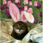 Elite Kitty Clan