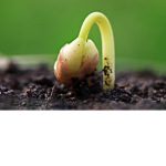 Seed Developments