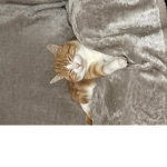 cat group]meow