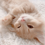 kittycon