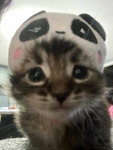 Kittens ツ