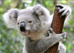 GGs Koala club!!
