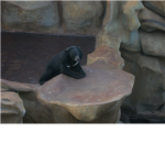 bear group