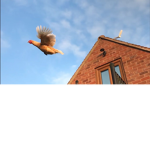 Fling Things And Chickens