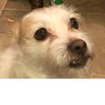 Nugget the dog