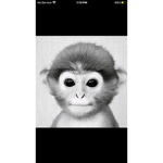 K1ng Monkey