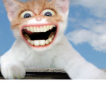 the pant the cat