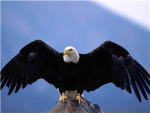 Eagle Army!