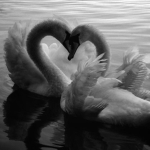 #WhisperingSwans
