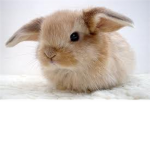 Bunny Lovers Of Robloxia. B.L.R.