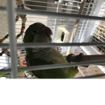 Green parrot Squad