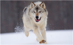 WolfLovers