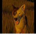 Warrior Cat (FAN CLUB)