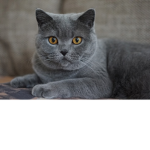 the cats!!!!!!!!!!!