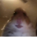 Hamster Squad For Life