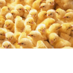 Chicken Group 2020
