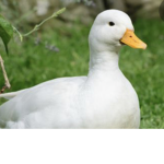 joeys friend / friends
