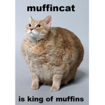 Muffin cat group