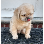Willis_The dog