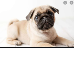 PUGGY TIME
