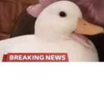 SonedMore