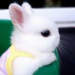 dancingStarBunny8's group