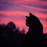 Gatos da Galáxia