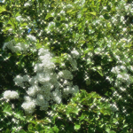 Pots garden -