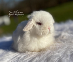 Bunneh Hood