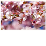 Z-flowers-X
