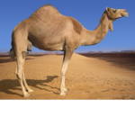 Camel kids