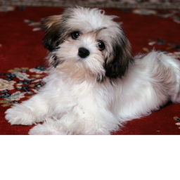 Happy Poodles Q&A