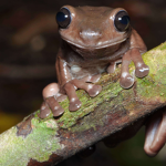 Evil froggy’s