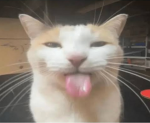 EXLUSIVE PET