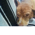 The great puppies