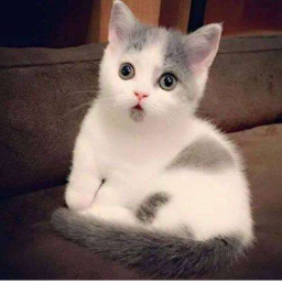 Kat Club