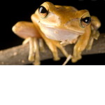 The guild of amphibians