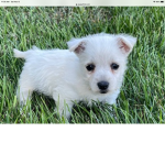 My little dogs/puppies